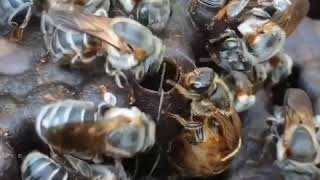 Oviposition process of Brazilian native stingless bee Melipona fasciculata in Belem Para [upl. by Arnulfo113]