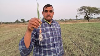 AWPL Agricultural product का लहसून की फ़सल में शानदार रिज़ल्ट 8319083386 [upl. by Tuesday]