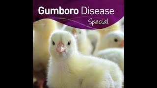 Infectious Bursal Disease Gumboro in Poultry [upl. by Carlson]