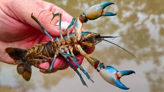 Yabbying With Holly Exploring A New Yabby Dam [upl. by Tamar]