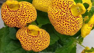 Calceolaria Herbeohybrida Group [upl. by Geri196]