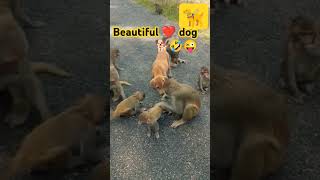 Best Dog 🐕shortsfeed shorts dogsdogsdogs puppy puppies pets memes viralvideo animals [upl. by Eillib]