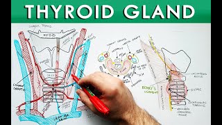 Thyroid Gland  Anatomy Tutorial  Description Relations and Blood Supply [upl. by Eesyak]