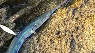 Dev Müren Balığı Saldırısı Zarganamı İkiye Böldü Moray Eel Attacked Gar Fish [upl. by Llerrad]