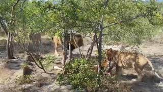 Lions Fighting over food quotWho said I was sharingquot  EcoTraining Animal Encounters [upl. by Sung]