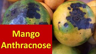 How to manage Anthracnose disease affecting Fruit set in Mango [upl. by Merridie]