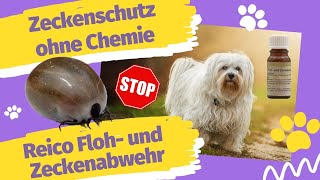 Zeckenschutz ohne Chemie 🐶 Reico natürliche Floh und Zeckenabwehr [upl. by Brost208]