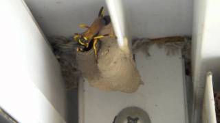 Mud Dauber Wasp and baby [upl. by Dekow]