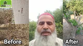 How to control Sudden Death Decline Dieback Disease of Trees using ROOT GUARD Trichoderma [upl. by Hearsh]