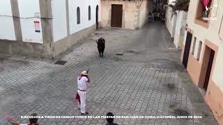 Matan a varios toros de un disparo en las fiestas de Coria [upl. by Daisi]