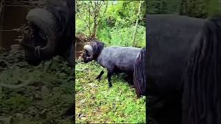 quotViral Moment Quessant Sheep Breaks a Tree in Secondsquot [upl. by Mcnutt626]