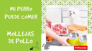 Mi PERRO puede Comer Mollejas de pollo [upl. by Jangro]