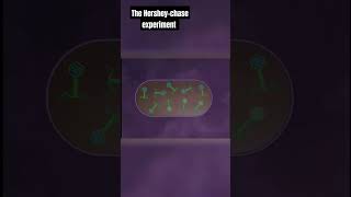 the Hershey and Chase experiment animation with explanation [upl. by Hoyt]