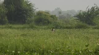 Male lesser florican in courtship relation to impress his female at Sonkhaliya Rajasthan India [upl. by Naga]