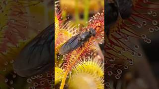 Sundew plant starts eating a bug carnivorousplant insects [upl. by Ydnyl223]