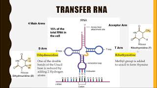 Transfer RNA tRNA [upl. by Gitt147]