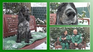 Hundevermittlung  MärzApril 2018 Tierheim Hannover TV [upl. by Gus194]