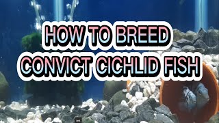 CONVICT CICHLID FISH 100 BREEDING SUCCESSFUL  Fish breeding Tutorial 8 [upl. by Abdel]