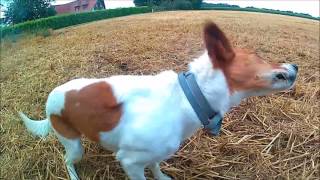 Vacances de printempsété à la ferme 2017 GoPro [upl. by Hilliary]