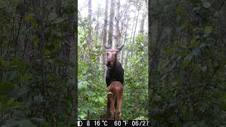 Newborn Moose Calf [upl. by Arnon98]