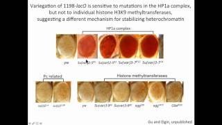 S Elgin Repetitious elements drive silencing in Drosophila via heterochromatin formation [upl. by Doro909]