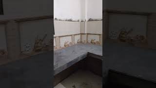 Kitchen tiles fitting shortvideo like and subscribe Bell icon 🙂🤠🤠 [upl. by Ynnaffit]