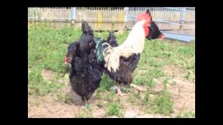 MARANS schwarzsilber www1AEide [upl. by Nollad669]