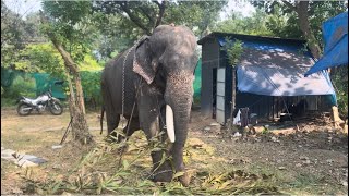 എടത്തനാട്ടുകരക്കാരൻ ❤️കൈലാസനാഥൻ Edathanattukara kailasanathn [upl. by Adile]