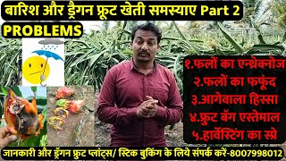 Rainy Season amp Dragon Fruit Farm Problem 2 youtube dragonfruit agriculture farming viral video [upl. by Bobette]