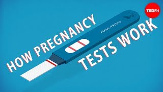 How do pregnancy tests work  Tien Nguyen [upl. by Nileve103]