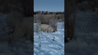 Just sniffing around…🐶greatpyrenees alaska dog [upl. by Asuncion]