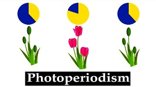 Physiology of flowering  Photoperiodism। Detail video in Hindi। [upl. by Eaver888]