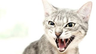 Male Cat Angry Sound To Attract Female Cats and Kittens [upl. by Dreyer]