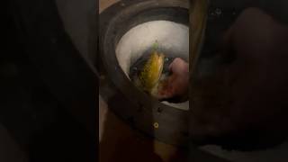 Burbot ice fishing action icefishing burbot fishing minnesotafishing [upl. by Yenattirb]