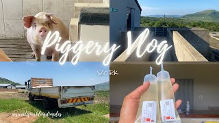 vlog  Piggery Farm  Spend a day with me at work [upl. by Yniatirb]