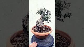 Zeytin Bonsai olea olive oliva acebuche [upl. by Eirok]