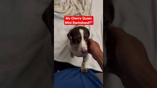 Cherry Dachshund Queen💖🍒 dachshund miniaturedachshund dog shorts fyp dogs doxie [upl. by Enneicul]