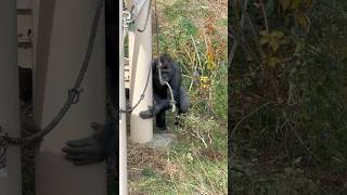 Gorilla Kiyomasa Dances and Plays with a Rope  the Shabani Troop [upl. by Legra]