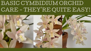 Basic Cymbidium orchid care theyre relatively easy [upl. by Areht]