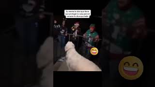 Mira lo que este perrito hace al escuchar cancion de navidad [upl. by Yecak735]