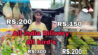 cheap birds market in india  Alexander ringnackparrot cooktail All india Dilivery available [upl. by Weig]