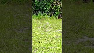 Invasive iguana in Sarasota Florida invasiveanimals [upl. by Leiba]