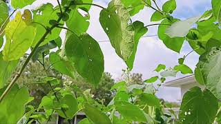 Oct 1st My Dwarf Tamarillo Smells Different Like Mayapple Plants [upl. by Lidda432]