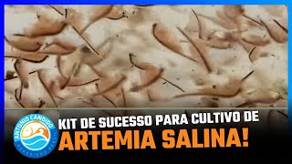 ARTÊMIA SALINA DO JEITO MAIS FÁCIL KIT PARA ECLOSÃO E ALIMENTAÇÃO de peixes de aquário [upl. by Mulcahy34]