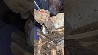 Great hoof trimming video extremely comfortable丨ASMR丨Donkey hoof cutting sound [upl. by Cindi32]