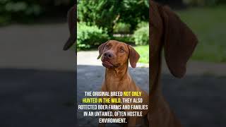 Fun facts about Rhodesian Ridgeback [upl. by Maddis281]