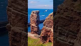 Lummenfelsen der Insel Helgoland Vogelfelsen [upl. by Aem905]