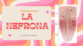 Generalidades de la nefrona  Histología del Aparato Urinario [upl. by Anined6]