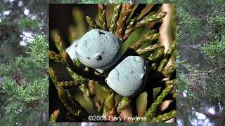 Juniperus virginiana eastern redcedar [upl. by Anavi]