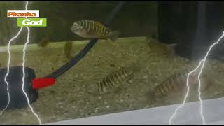 Amazing Assorted Tropheus Cichlid fish tank the best of Lake Tanganyika in East Africa  who know it [upl. by Faulkner135]